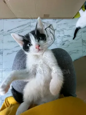 0-1 month Male Purebred Tabby
