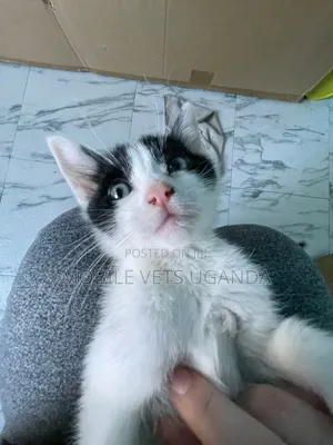 1-3 months Male Purebred Bombay