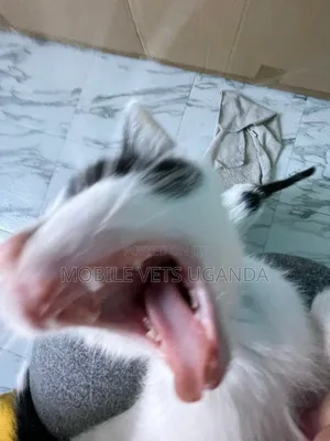 1-3 months Male Purebred American Curl