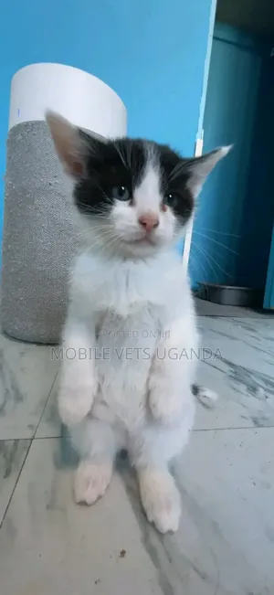 0-1 month Female Purebred Nebelung