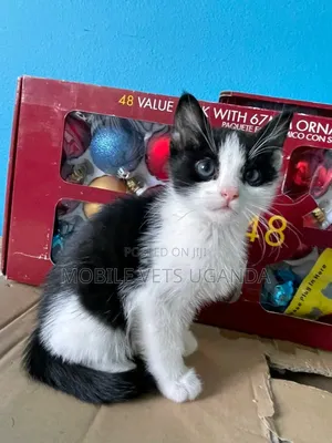 1-3 months Male Purebred Birman