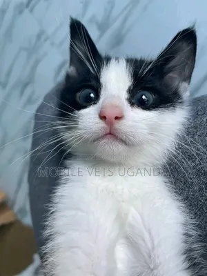 0-1 month Female Purebred Devon Rex