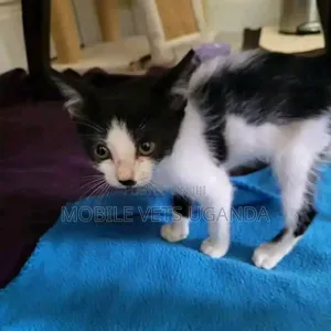 1-3 months Male Purebred American Bobtail