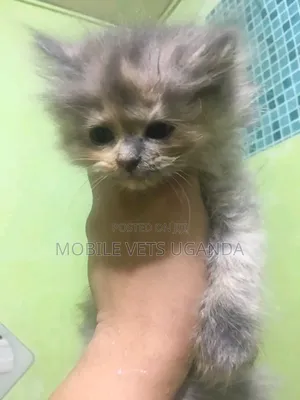 0-1 month Female Purebred Burmese