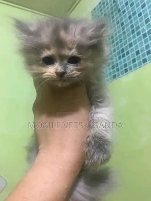 1-3 months Male Purebred British Shorthair