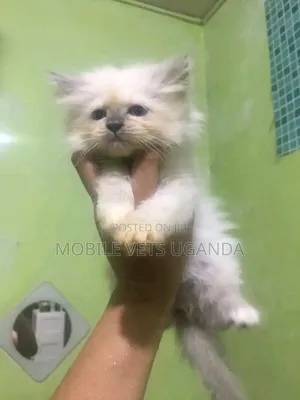 1-3 months Male Purebred Burmese