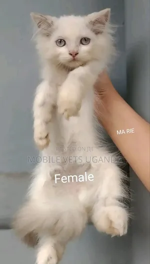3-6 months Female Purebred Abyssinian