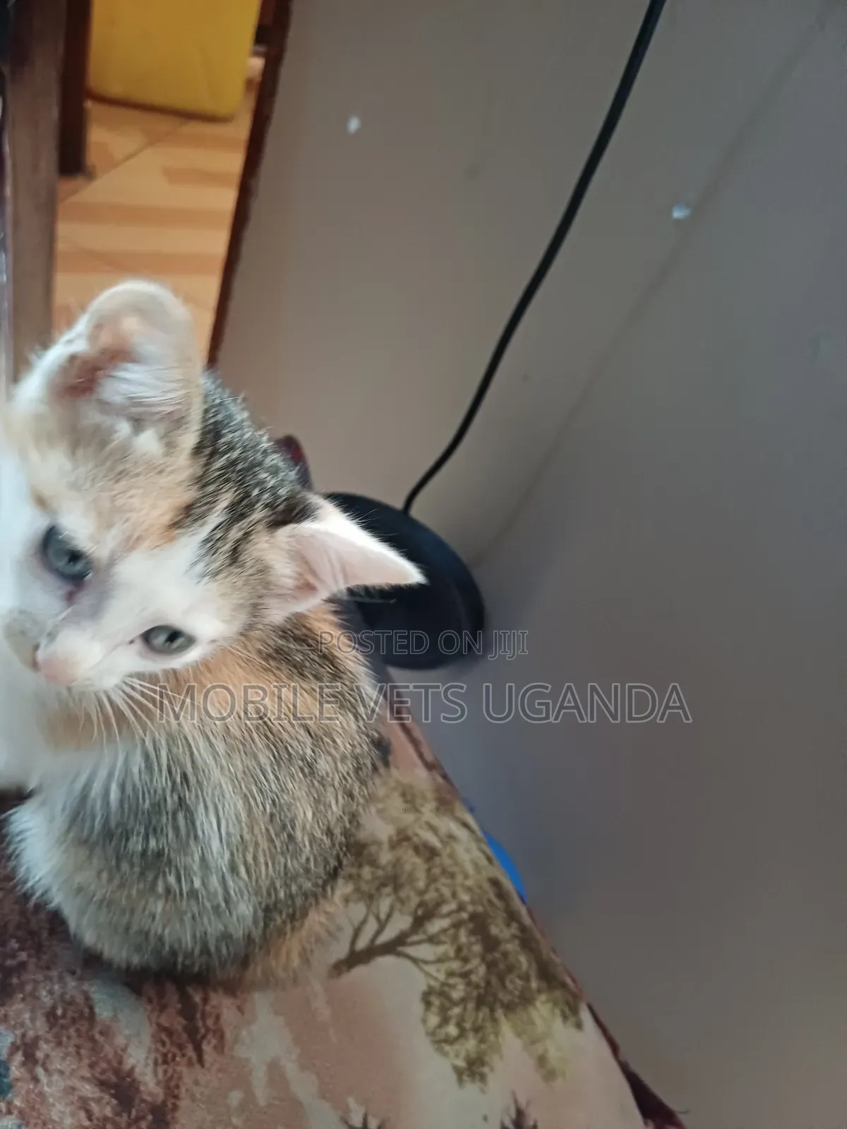 0-1 month Male Purebred Exotic