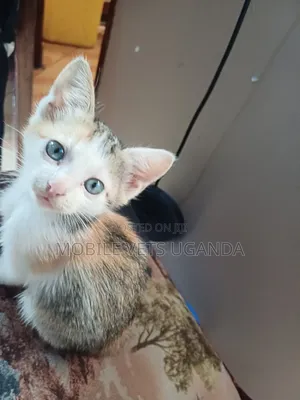 0-1 month Male Purebred Egyptian Mau
