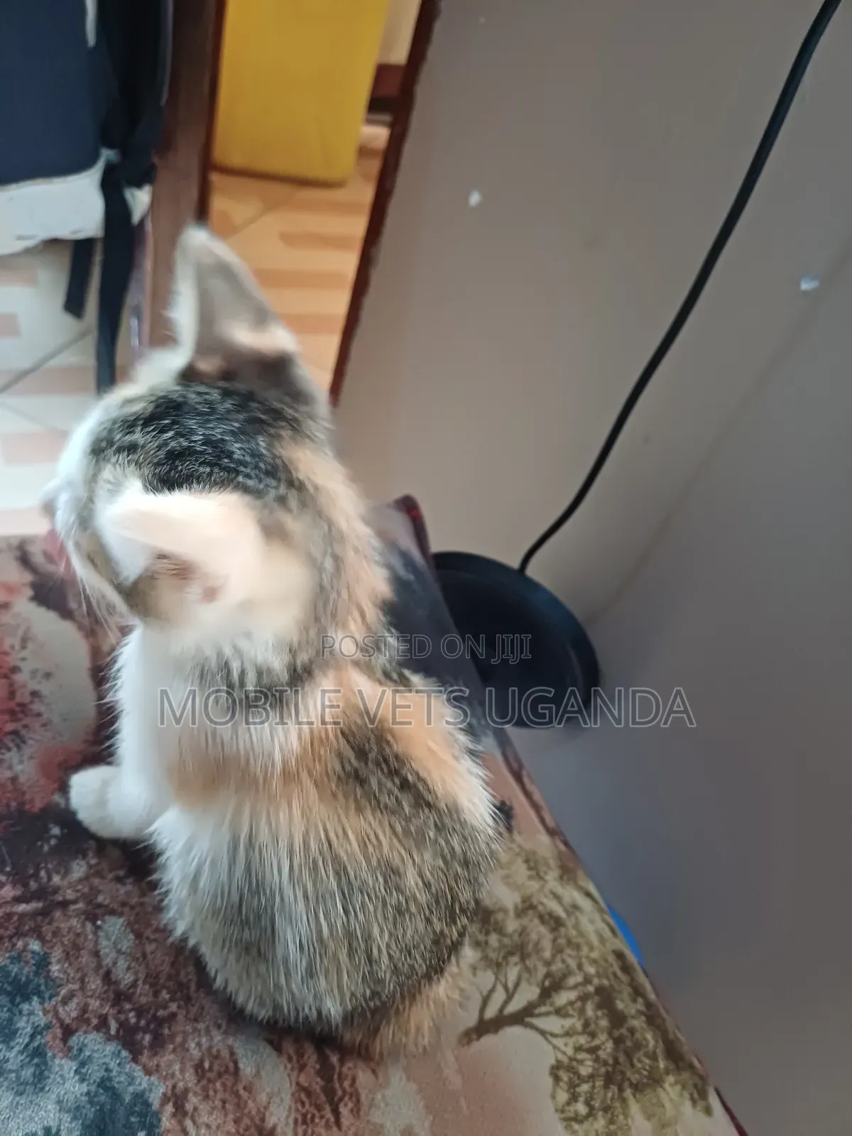 3-6 months Female Purebred Exotic
