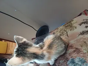1-3 months Female Purebred Norwegian Forest
