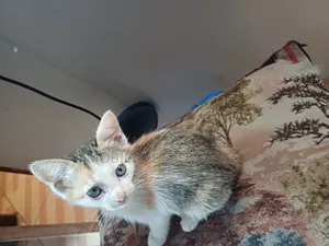 1-3 months Male Purebred American Shorthair