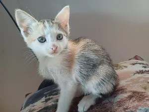 1-3 months Male Purebred Javanese