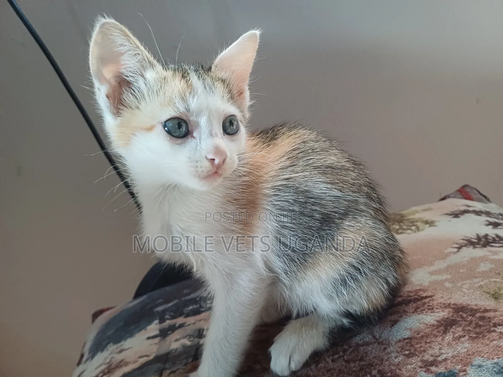 1-3 months Male Purebred Devon Rex