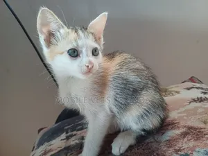 1-3 months Male Purebred Devon Rex