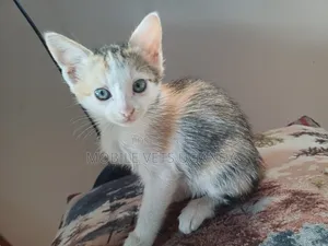 1-3 months Male Purebred Colorpoint Shorthair
