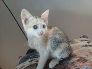1-3 months Female Purebred American Curl