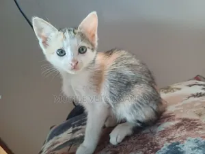 3-6 months Female Purebred European Burmese
