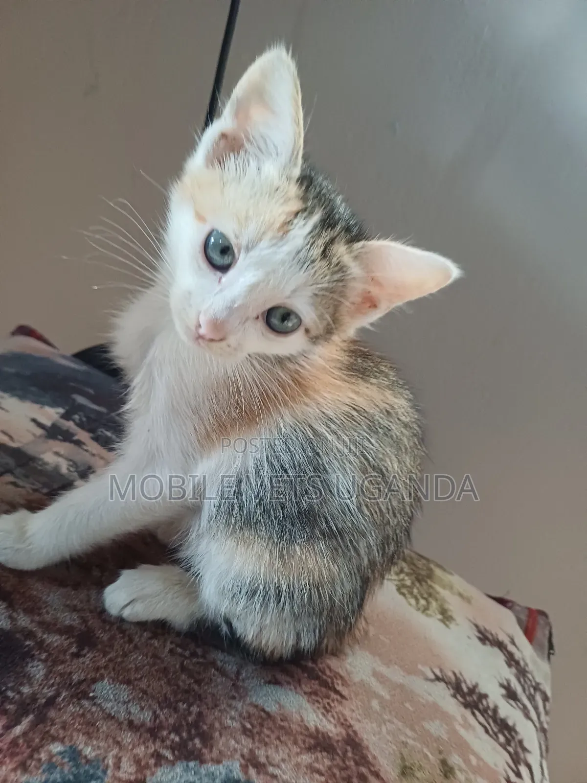 1-3 months Female Purebred American Curl