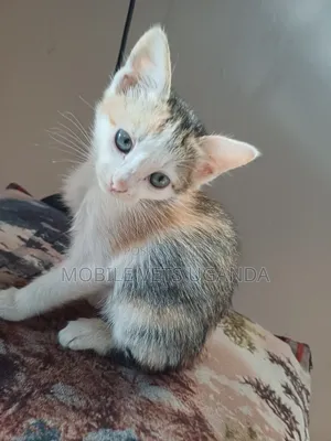 1-3 months Female Purebred American Curl