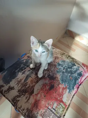 1-3 months Female Purebred Cornish Rex