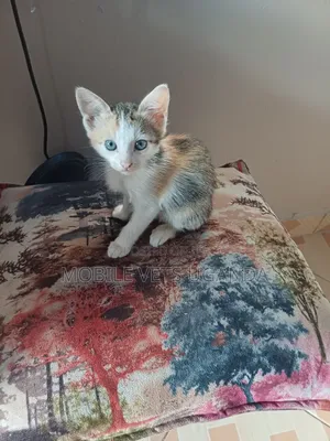 0-1 month Female Purebred Abyssinian