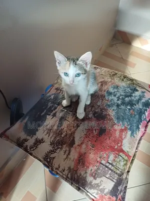 1-3 months Female Purebred Tonkinese