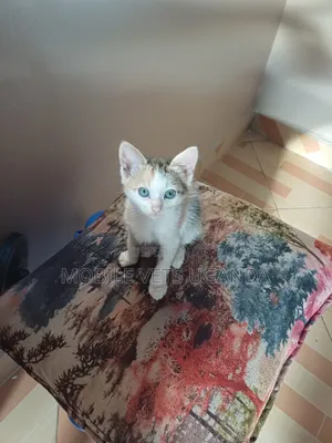 1-3 months Male Purebred Javanese