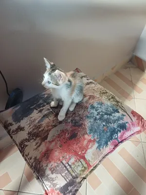0-1 month Male Purebred American Shorthair