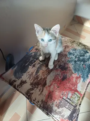3-6 months Female Purebred Manx