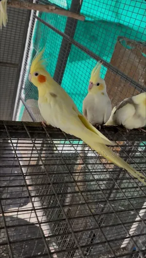 Cockatiel Parrots Available for Sale