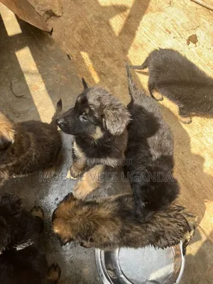 0-1 month Female Purebred German Shepherd
