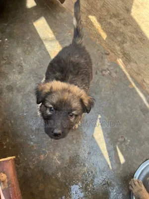 0-1 month Male Purebred German Shepherd