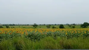 Farmland for Rent in Nwoya and Amuru