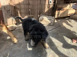 1-3 months Female Purebred German Shepherd
