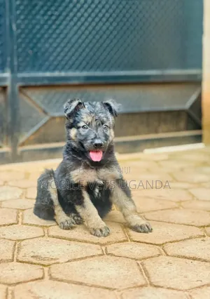 1-3 months Female Purebred German Shepherd