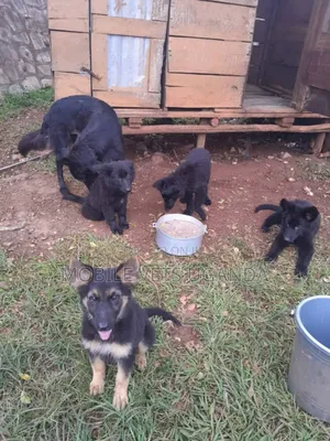 1-3 months Male Purebred German Shepherd