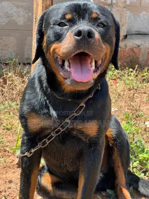 6-12 months Male Purebred Rottweiler