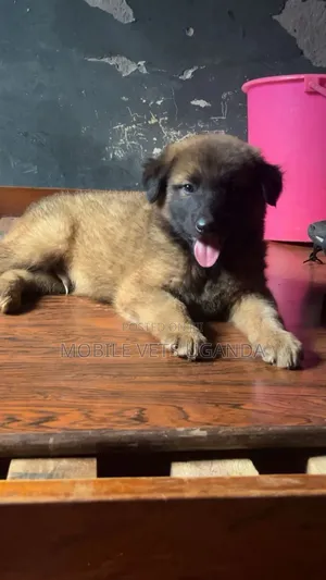 1-3 months Male Purebred German Shepherd