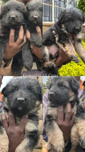 3-6 months Male Purebred German Shepherd