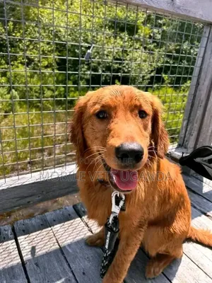 3-6 months Female Purebred Golden Retriever