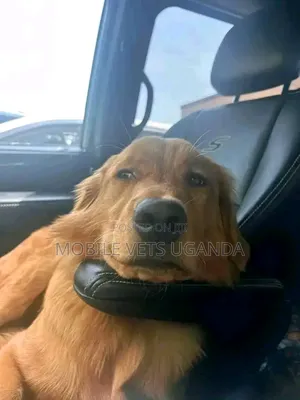 3-6 months Male Purebred Golden Retriever