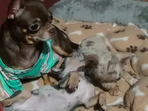 0-1 month Male Purebred Chihuahua