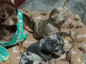 1-3 months Female Purebred Chihuahua