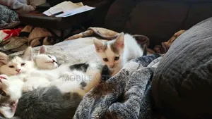 0-1 month Male Purebred Exotic