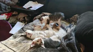 1-3 months Female Purebred Manx