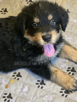 1-3 months Male Purebred Maltese