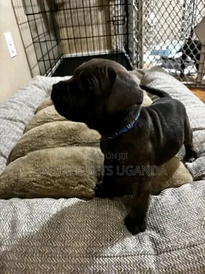 0-1 month Male Purebred Cane Corso