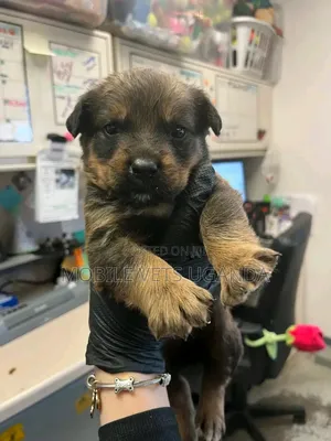 1-3 months Female Purebred Rottweiler
