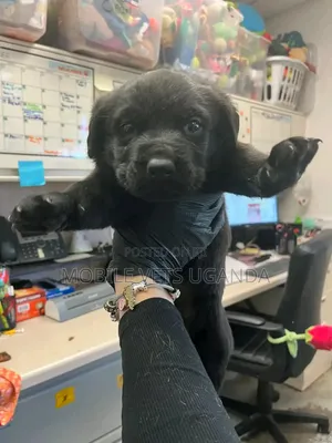 1-3 months Male Purebred Labrador Retriever